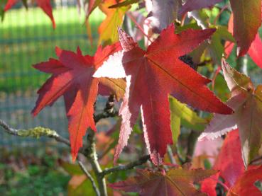 Hübsches Herbstlaub - Amberbaum Stella