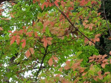 Beginnende Herbstfärbung beim Zimtahorn
