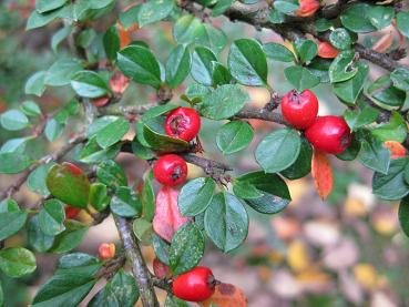 Fächerzwergmispel mit roten Beeren