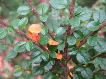 Beginnende Herbstfärbung -  Fächerzwergmispel