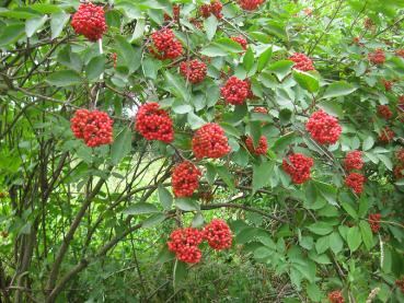 Rote Fruchttrauben des Sambucus racemosa