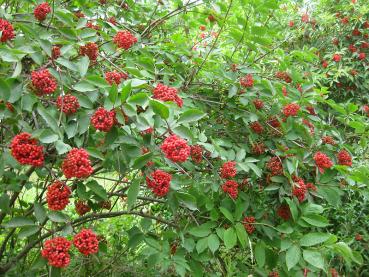 Der Rote Holunder trägt zahlreiche Früchte.