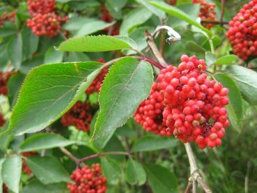 Die roten Früchte des Roten Holunders sind bei Vögeln beliebt.
