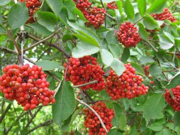 Roter Holunder mit zierendem Fruchtschmuck.