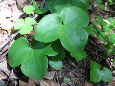 Leberblümchen im Wald