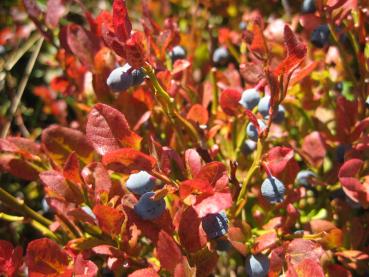 Die leckeren Blaubeeren reifen im Sommer.