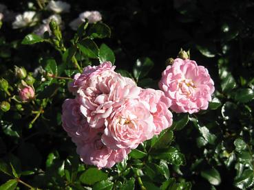 Stark gefüllte Blüten der Bodendeckerrose The Fairy