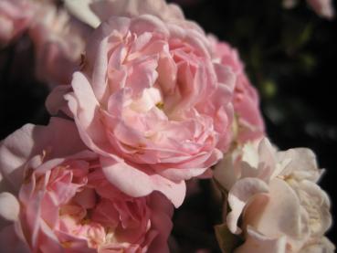 Kleinstrauchrose The Fairy - gefüllte rosa Blüte