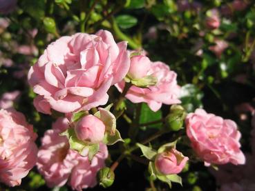 Die Blüten der Rose The Fairy sind gefüllt und rosa.