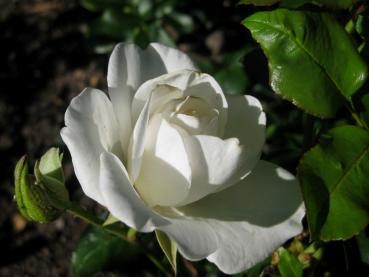 Weißblühende Strauchrose Schneewittchen