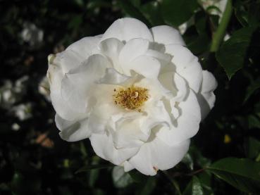 Die halbgefüllten Blüten der Rose Schneewittchen sind auch für Bienen interessant.