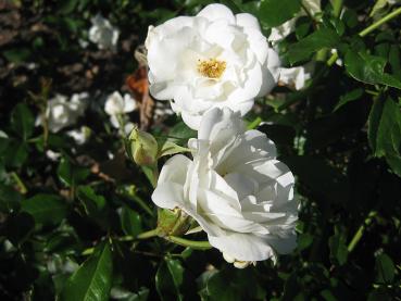 Aus den weißen Blüten der Rose Schneewittchen entwickeln sich im Herbst Hagebutten.