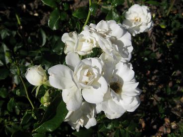 Die weißen Blüten der Strauchrose Schneewittchen stehen in Büscheln zusammen.