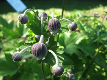 Knospen der Herbstanemone Königin Charlotte