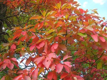 Rotes Herbstlaub - Fenchelholzbaum