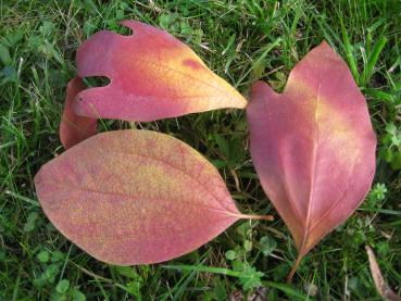 Buntes Herbstlaub - Sassafrasbaum