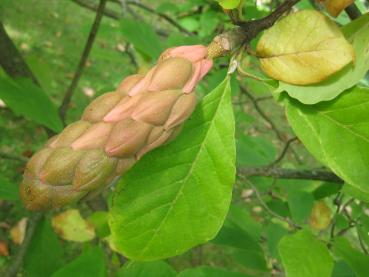 Heranreifende Frucht der Tulpenmagnolie