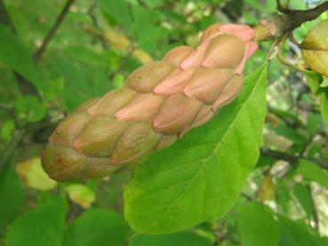 Tulpenmagnolie - Frucht im Oktober