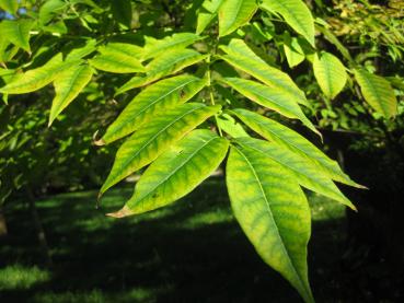 Korkbaum mit beginnender Herbstfärbung