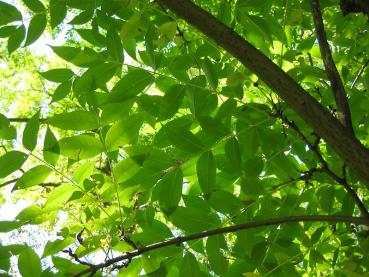 Korkbaum mit gefiedertem Laub