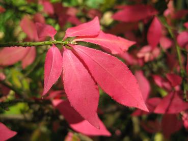 Vingad benved, Euonymus alatus