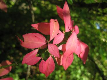 Vingad benved, Euonymus alatus