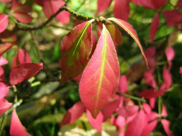 Vingad benved, Euonymus alatus