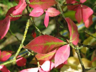 Vingad benved, Euonymus alatus