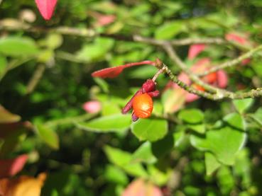 Vingad benved, Euonymus alatus