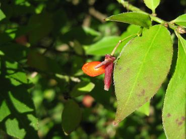 Vingad benved, Euonymus alatus