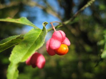 Frucht des Pfaffenhütchens