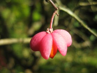 Frucht des Pfaffenhütchens - Nahaufnahme