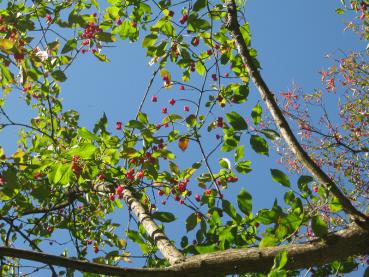 Pfaffenhütchen mit herbstlichem Fruchtschmuck