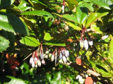 Heranreifende Beeren der Großblättrigen Berberitze