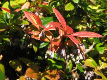 Blaue Beeren und rotes Herbstlaub - Großblättrige Berberitze