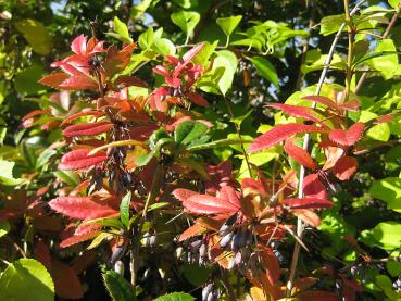 Das immergrüne Laub der Großblättrigen Berberitze färbt sich im Herbst z.T. leuchtend rot.
