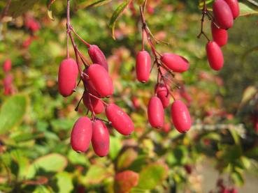 Leuchtend rote Beeren der Gemeinen Berberitze