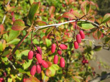 Rote Beeren und beginnende rote Herbstfärbung: die Gewöhnliche Berberitze im Oktober