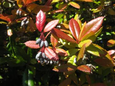 Großblättrige Berberitze im Herbst