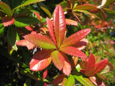 Großblättrige Berberitze - rote Blätter im Herbst