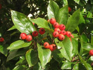 Die roten Früchte von Cratagus lavallei Carriereiwerden auch von Vögeln gerne gegessen.