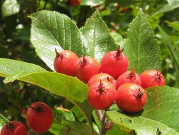 Crataegus lavallei Carrierei