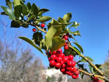 Ilex mit roten Früchten