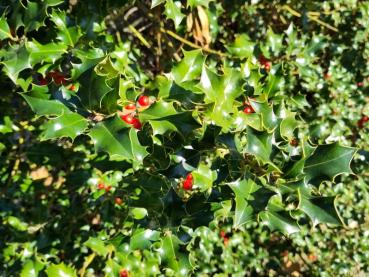 Früchtetragender Ilex