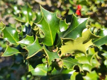 Immergrüne Blätter des Ilex