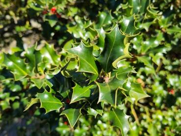 Dornige Blätter des Ilex