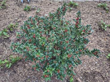 Ilex meserveae Blue Angel - Amerikanische Stechpalme Blue Angel Ilex meserveae Blue Angel - Amerikanische Stechpalme Blue Angel