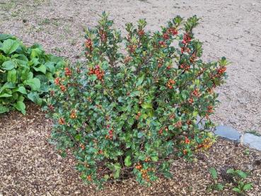 Ilex meserveae Blue Angel - Amerikanische Stechpalme Blue Angel Ilex meserveae Blue Angel - Amerikanische Stechpalme Blue Angel