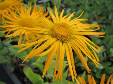 .Inula orientalis - Alant, Orient-Alant