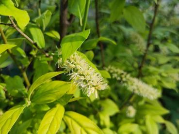 Itea virginica